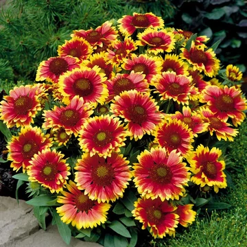 Gaillardia 'Kobold' - Törpe kokárdavirág