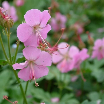 Geranium x cantabrigiense 'Berggarten' – Angol gólyaorr