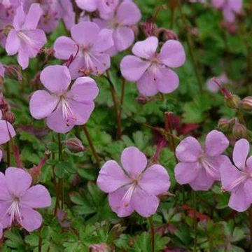 Geranium x cantabrigiense 'Karmina' – Angol gólyaorr