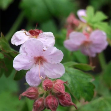 Geranium macrorrhizum 'Ingwersen's Variety' - Illatos gólyaorr