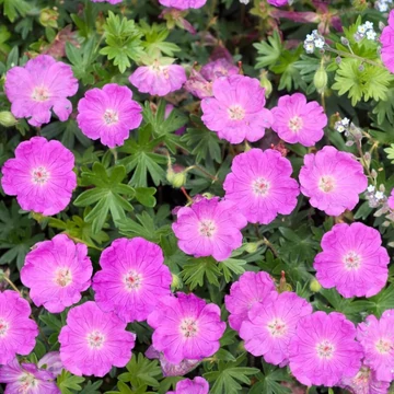 Geranium sanguineum - Alacsony gólyaorr