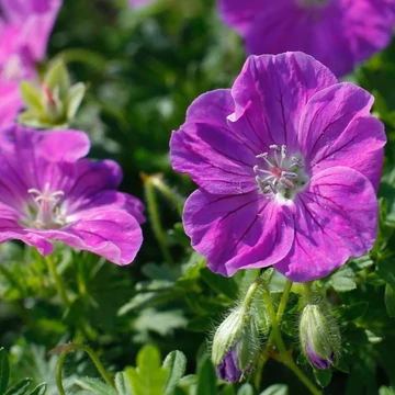 Geranium sanguineum 'Frivolius Purple' – Alacsony gólyaorr