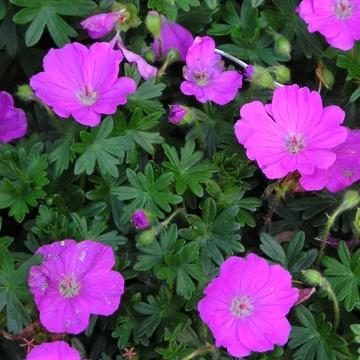 Geranium sanguineum 'Max Frei' - Alacsony gólyaorr