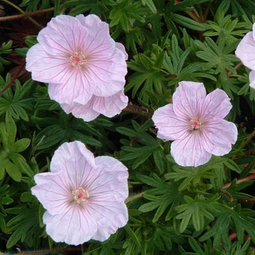 Geranium sanguineum var. striatum – Alacsony gólyaorr