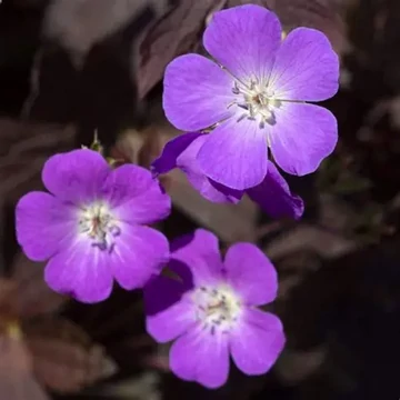 Geranium maculatum 'Stormy Night' (syn.: 'Macger002') – Foltos gólyaorr