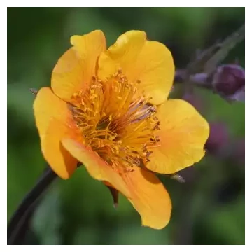 Geum 'Carlskaer' – Gyömbérgyökér