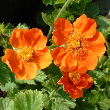 Geum coccineum 'Borisii' – Gyömbérgyökér