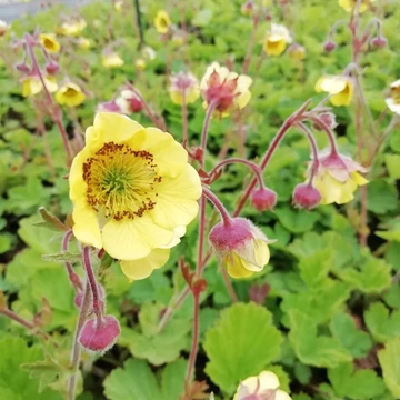 Geum 'Lemon Drops' - Gyömbérgyökér