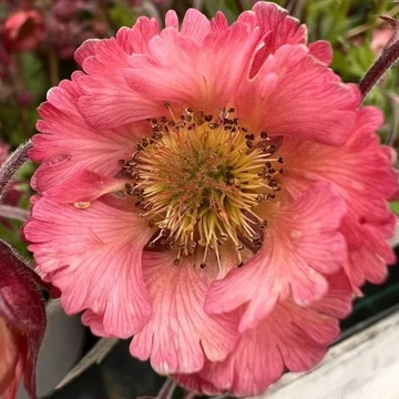 Geum 'Pink Petticoats' – Gyömbérgyökér