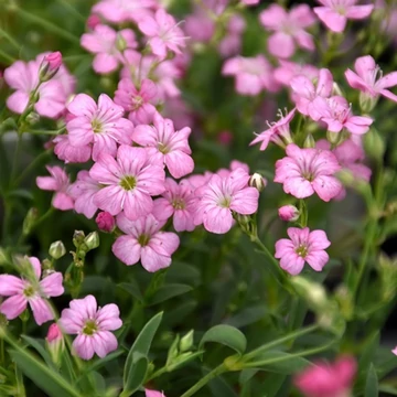 Gypsophila repens 'Filou Rose' – Havasi fátyolvirág