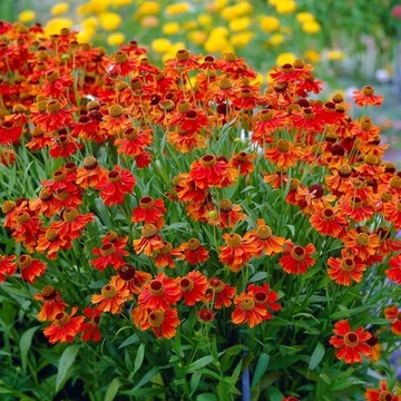 Helenium 'Moerheim Beauty' – Őszi napfényvirág