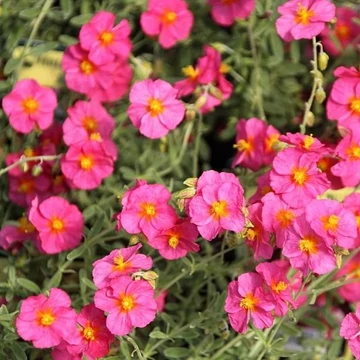 Helianthemum 'Ben Hope' - Napvirág