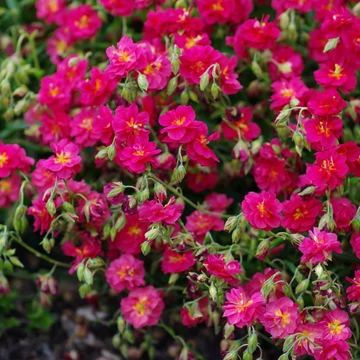 Helianthemum 'Cerise Queen' - Napvirág