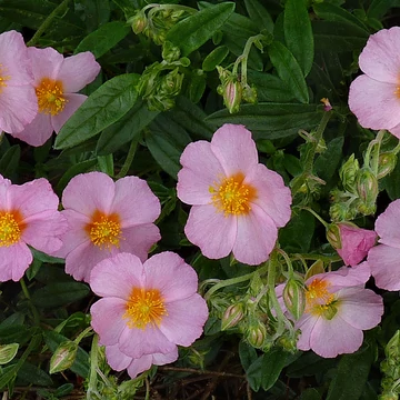Helianthemum 'Lawrenson's Pink' - Napvirág