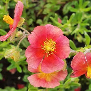 Helianthemum 'Mette' - Napvirág