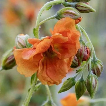 Helianthemum 'Orange Double' - Napvirág