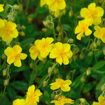 Helianthemum 'Sterntaler' – Napvirág
