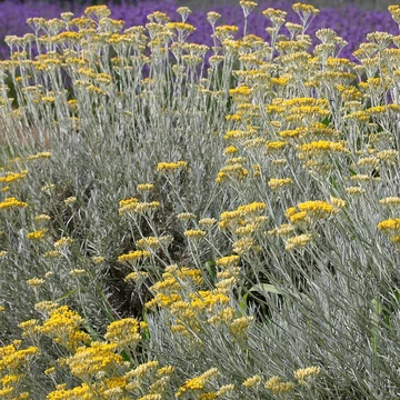 Helichrysum italicum – Olasz szalmagyopár (curryfű)