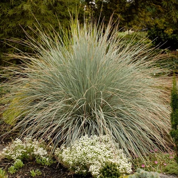 Helictotrichon sempervirens – Örökzöld zabfű