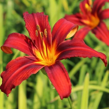 Hemerocallis 'Crimson Pirate' - Sásliliom