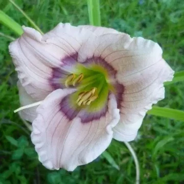 Hemerocallis 'Siloam David Kirchhoff' – Sásliliom