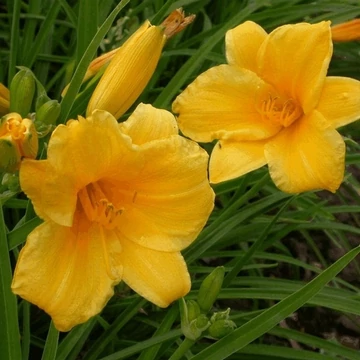 Hemerocallis 'Stella de Oro' - Sásliliom