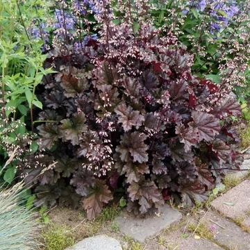 Heuchera 'Dark Secret' – Tűzeső