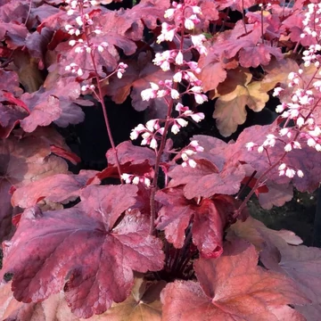Heuchera 'Fire Alarm' – Tűzeső