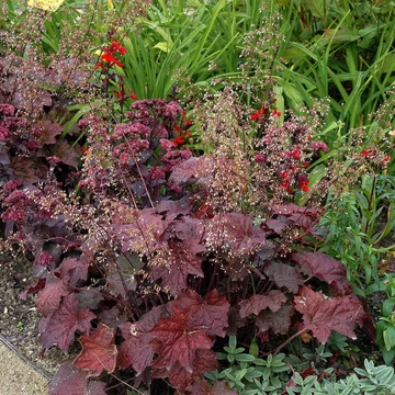 Heuchera micrantha 'Palace Purple' – Tűzeső