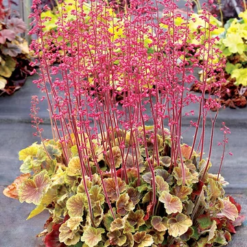 Heuchera 'Northern Exposure Sienna' – Tűzeső