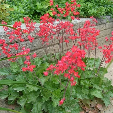 Heuchera sanguinea 'Leuchtkäfer' – Vérvörös tűzeső