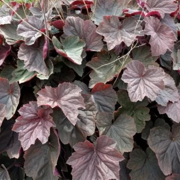 Heuchera 'XXL' – Tűzeső