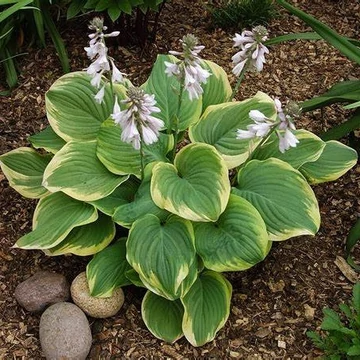 Hosta 'Fragrant Bouquet' – Árnyékliliom