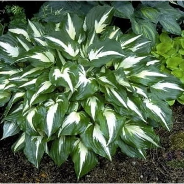 Hosta 'Night Before Christmas' – Árnyékliliom