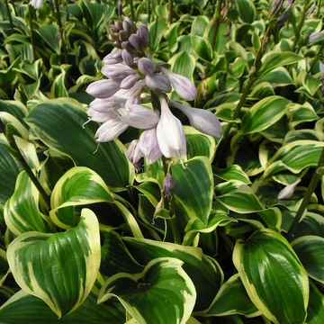 Hosta 'Queen Josephine' – Árnyékliliom