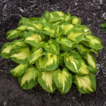 Hosta Shadowland 'Etched Glass' – Árnyékliliom