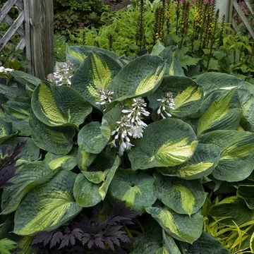 Hosta Shadowland 'Hudson Bay' – Árnyékliliom