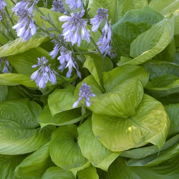 Hosta 'Sum and Substance ' – Árnyékliliom
