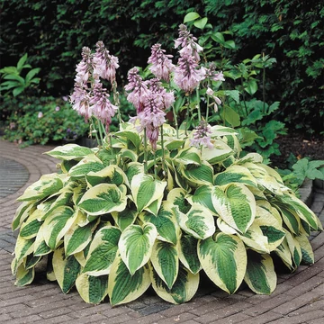 Hosta 'Wide Brim' - Árnyékliliom