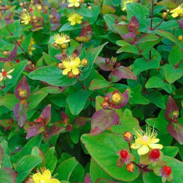 Hypericum x inodorum 'Rheingold' – Bordó bogyós orbáncfű