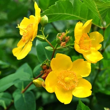 Hypericum patulum 'Hidcote Gold' (syn.: 'Hidcote') – Japán orbáncfű