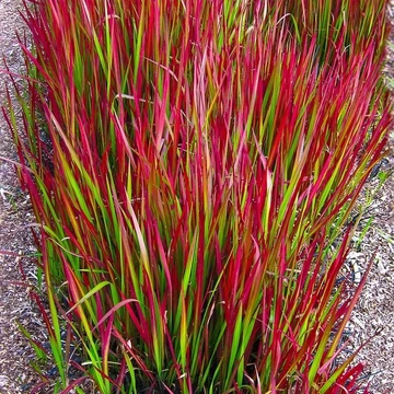 Imperata cylindrica 'Red Baron' - Alangfű