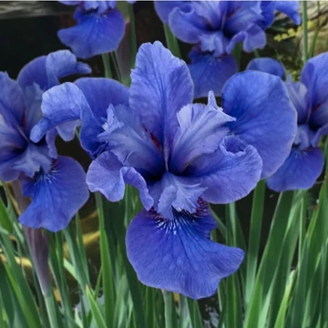 Iris sibirica 'Cote D'Azur' – Szibériai nőszirom
