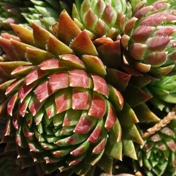 Jovibarba hirta 'Purpurea' – Sárga kövirózsa