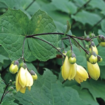 Kirengeshoma palmata - Juharcsengő