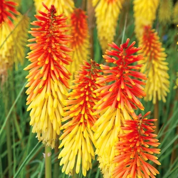Kniphofia 'Flamenco' – Fáklyaliliom