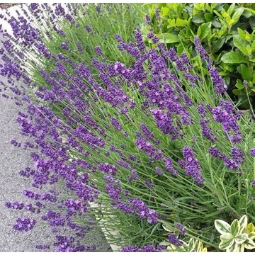 Lavandula angustifolia 'Hidcote' (syn.: ’Hidcote Blue’, ’Hidcote Purple’) - Sötétkék angol vagy közönséges levendula