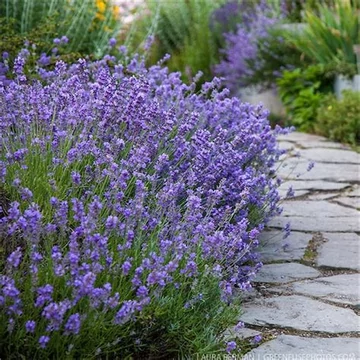 Lavandula angustifolia 'Munstead' - Sötét liláskék közönséges levendula
