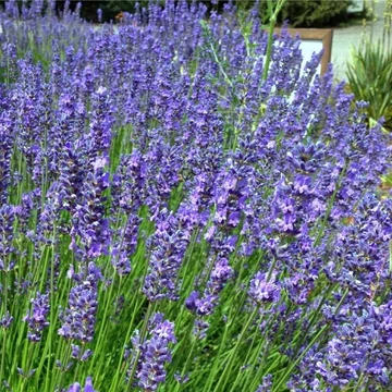 Lavandula x intermedia 'Phenomenal' (syn.: 'Niko') - Provanszi vagy hibrid levendula (lavandin)