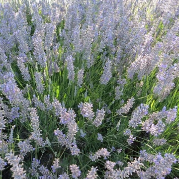 Lavandula x intermedia 'Provence' - Halványkék provánszi levendula